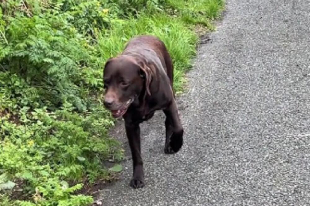 LABRADOR ODGLUMIO DA ŠEPA, REAKCIJE KOJE JE IZAZVAO SU PRESMEŠNE: Kad budete VIDELI ZAŠTO nećete se ni vi SUZDRŽATI