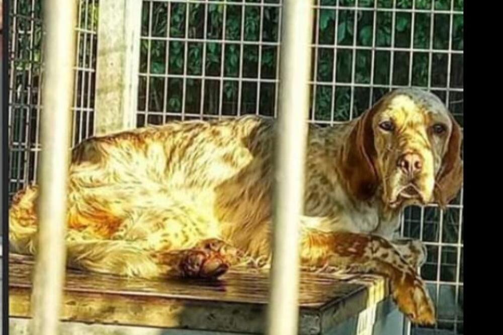 NE, NIJE ŠALA, DOBRO STE PROČITALI: Vlasnik nudi 3 HILJADE EVRA za ovog krznenog LEPOTANA (FOTO)