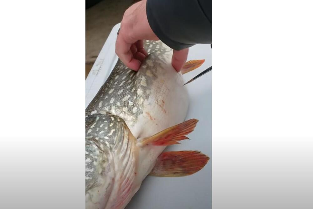 RIBARI UPECALI RIBU, A ONDA SU U UTROBI VIDELI DA SE NEŠTO POMERA: Kad su je RASPORILI, sledili su se (VIDEO)