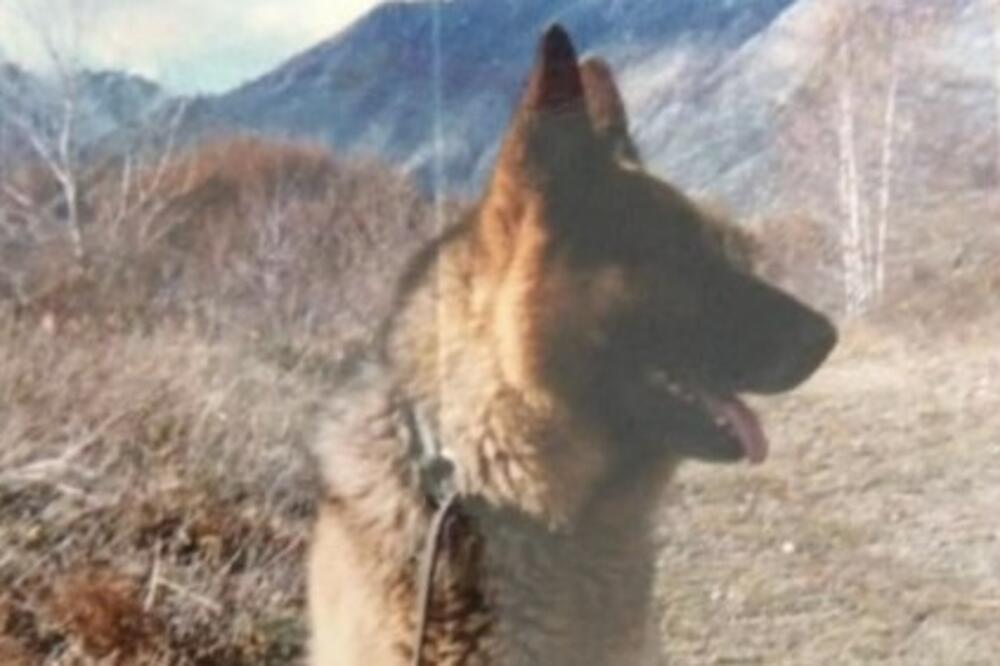 OVI PSI ŽIVE DUŽE OD 12 GODINA: Te RASE birajte kada kupujete KUĆNOG LJUBIMCA