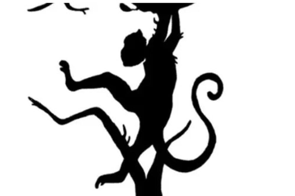 PRVO ŠTO VIDITE NA SLICI REĆI ĆE VAM ONO ŠTO NISTE ZNALI O VAŠOJ LIČNOSTI: Suočite se sa najdubljom tajnom sebe