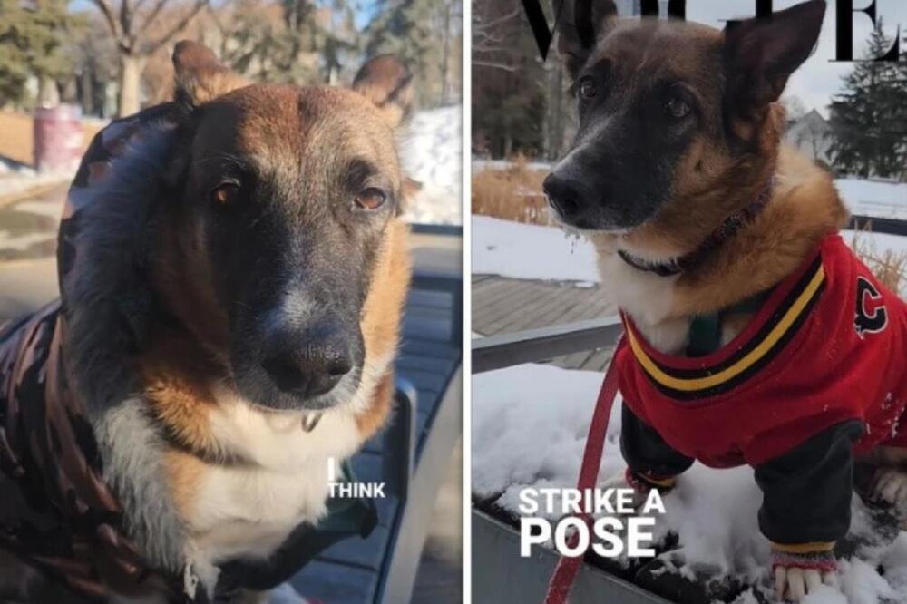 OVAJ PAS JE ATRAKCIJA GDE GOD DA SE POJAVI: Ljudi ga iznenađeno gledaju, niko ne može da pogodi koje je rase (FOTO)
