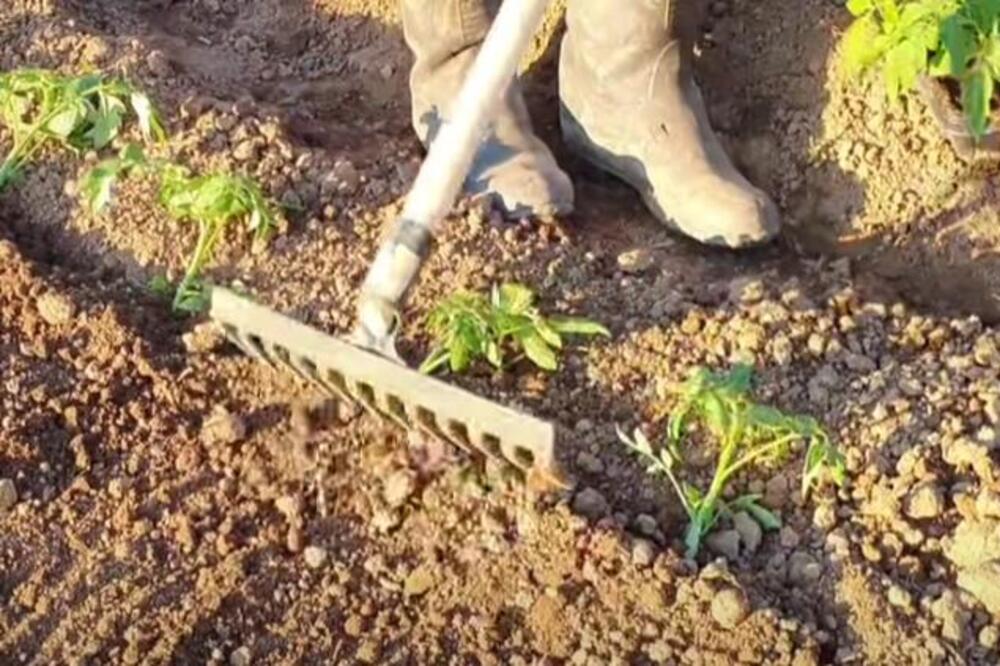 BAŠTOVANI OVIH 5 STVARI STAVLJAJU U ZEMLJU ZA RAST PARADAJZA: U naredna 3 meseca imaćete zdrave i sočne plodove