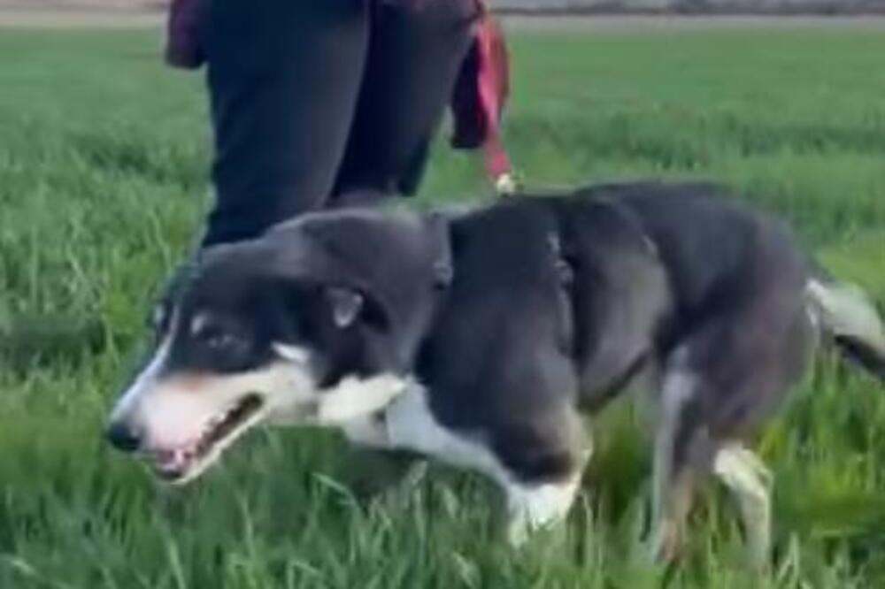 FILMSKA PRIČA SA SREĆNIM KRAJEM! Izgubila psa u Grčkoj, godinu dana kasnije ga našli u SRBIJI, NEVEROVATNO!
