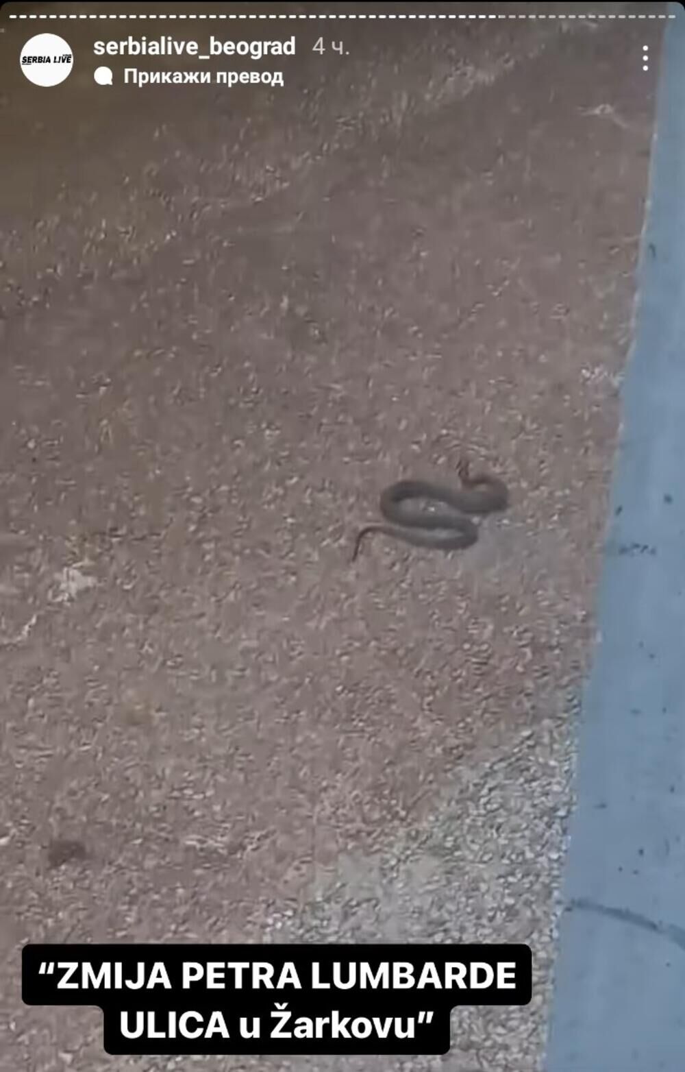 Zmija snimljena u beogradskom naselju Žarkovo