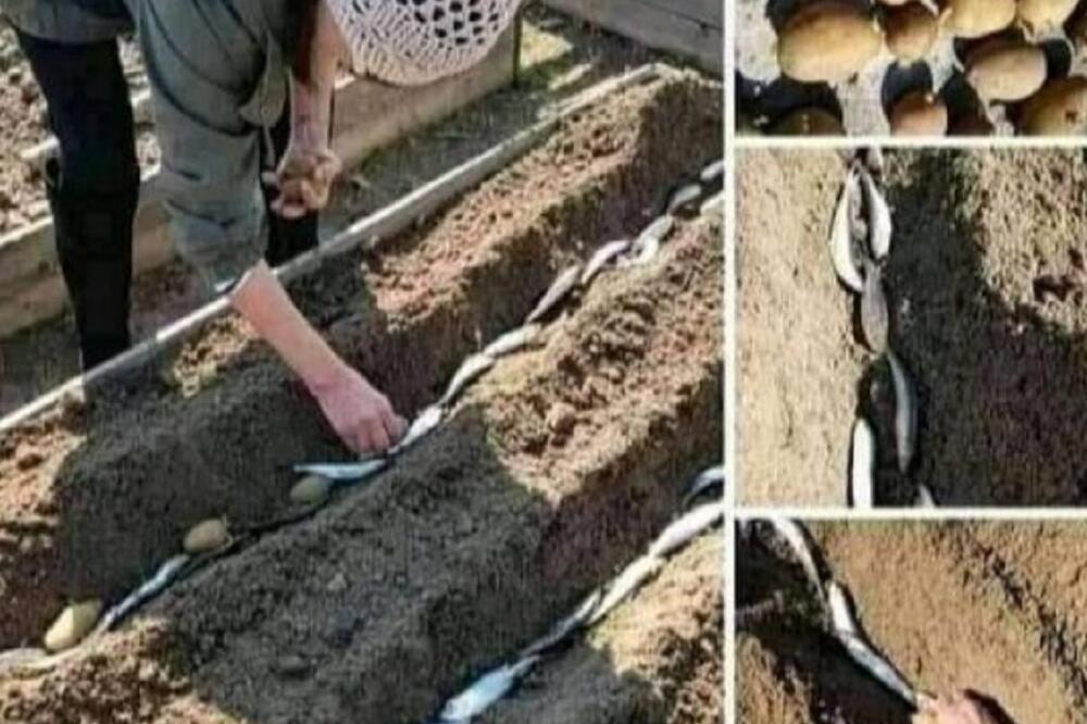 SADITE KROMPIR SA SARDINOM: Skandinavci se KUNU U OVAJ METOD, za SRBE je ovo SKUPO KO ĐAVO, čudo od đubriva