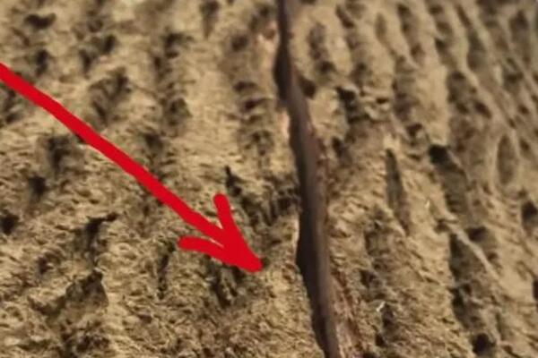 SEKLI SU STABLO, A ONDA SU MOMENTALNO MORALI DA PREKINU: Počelo je da se pomera, od prizora se SLEDILI U MESTU