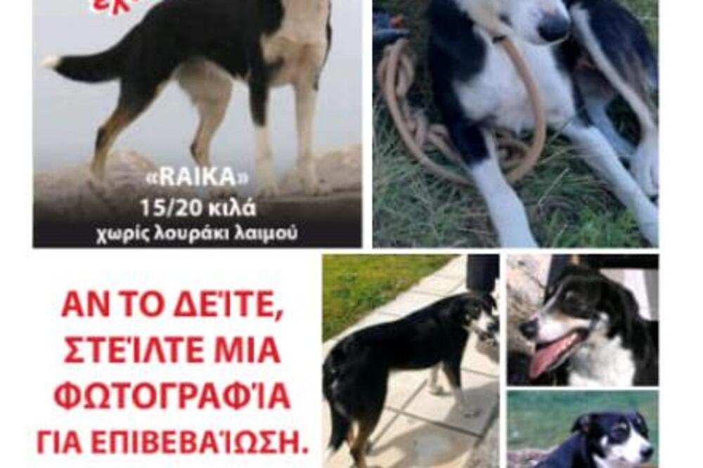 PRONAĐEN IZGUBLJENI PAS U SRBIJI ZA KOJIM SE TRAGALO GODINU DANA: Kad su čuli ko je VLASNIK, zanemeli su (FOTO)