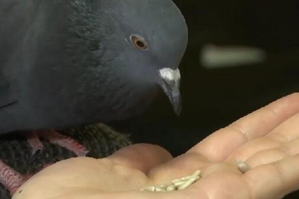 PORODICA SEVIĆ USPELA DA SPASI NAPUŠTENOG GOLUBA: Srećko je sada član porodice, a svemu prethodi NEOBIČNA PRIČA