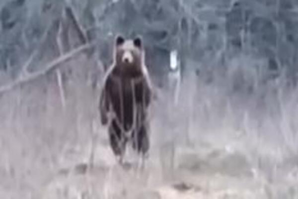 BOSANAC SE SUSREO SA MEDVEDOM, A ONDA JE NASTAO SNIMAK DECENIJE: Zver se diže na DVE NOGE, pa se ZAČULO... VIDEO