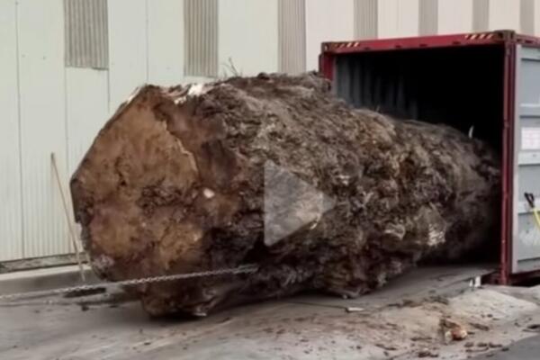 AMERIKANAC SE POHVALIO DA JE KUPIO STABLO TOPOLE U SRBIJI: Njegova objava razbesnela mnoge Srbe, HIT!