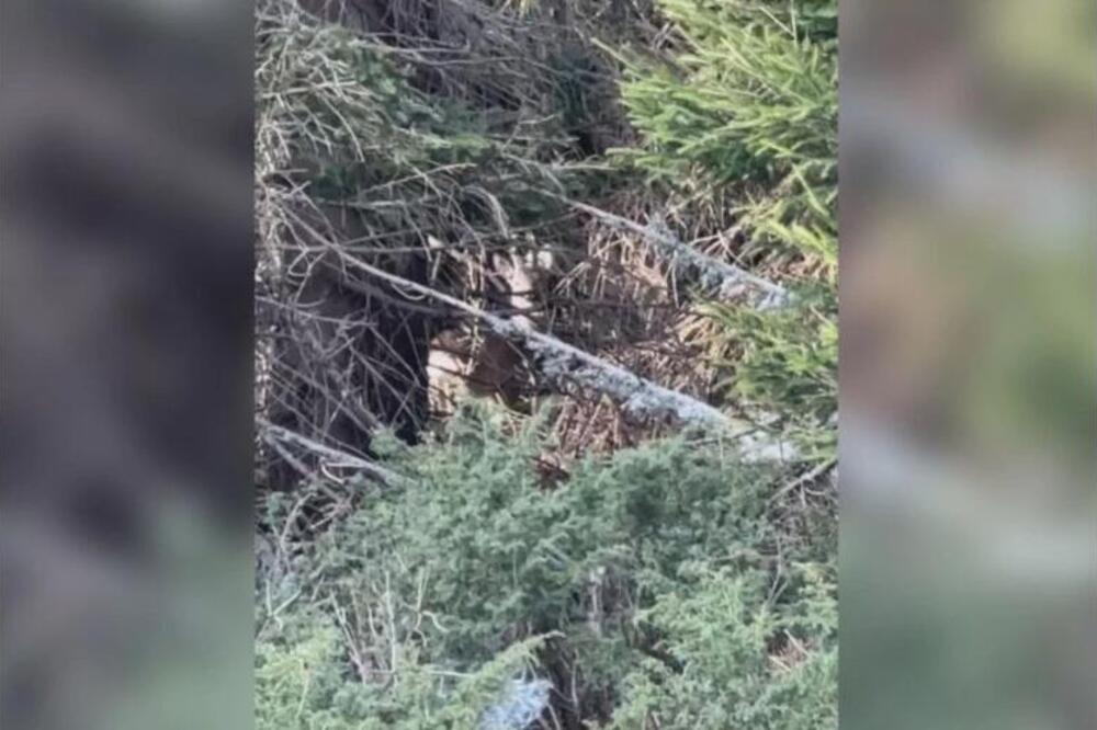 MATIJA ŠETAO KOPAONIKOM, PA SE NAŠAO "OČI U OČI" SA ŠUMSKIM GOROSTASOM! Neobičan susret odmah zabeležio (VIDEO)