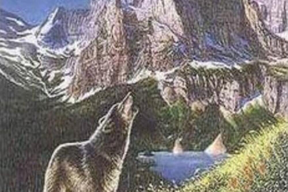 DOBRO POGLEDAJTE FOTOGRAFIJU I RECITE KOLIKO VUKOVA VIDITE: Odgovor otkriva KAKVA STE LIČNOST i u čemu ste POSEBNI