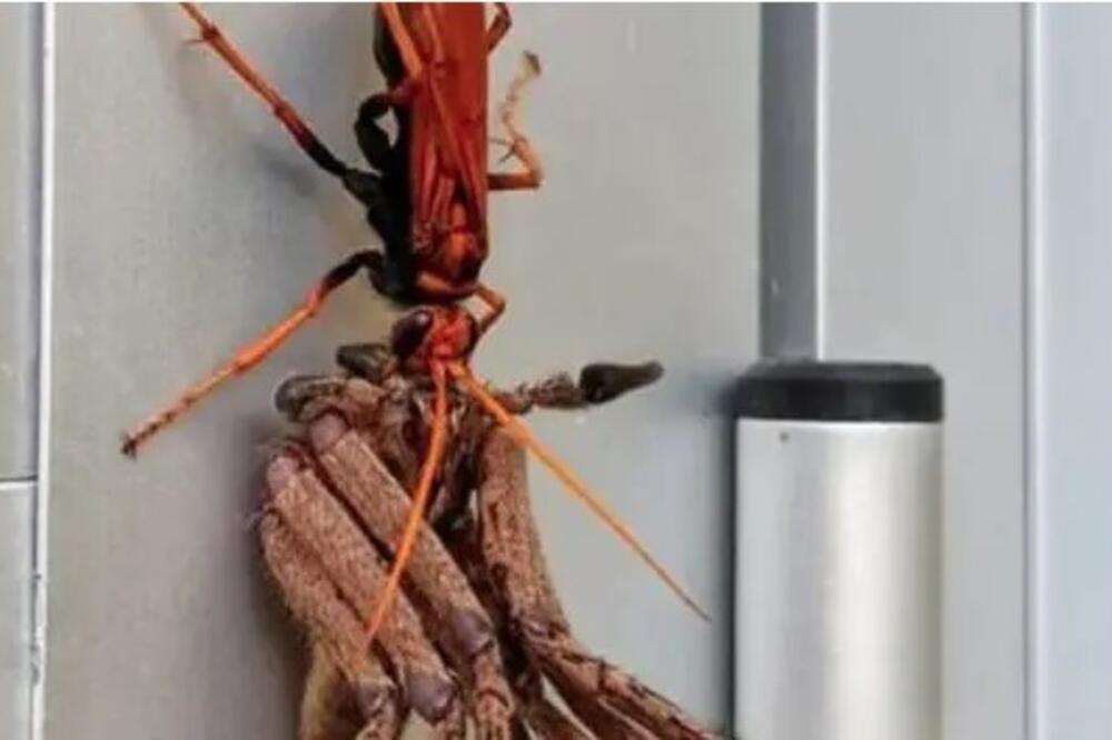 UŠAO JE U KUĆU I VRISNUO KAD JE UGLEDAO ŠTA JE NA FRIŽIDERU: Nije mogao da priča, samo se sledio u mestu