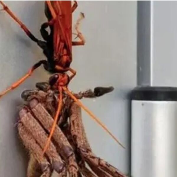 UŠAO JE U KUĆU I VRISNUO KAD JE UGLEDAO ŠTA JE NA FRIŽIDERU: Nije mogao da priča, samo se sledio u mestu