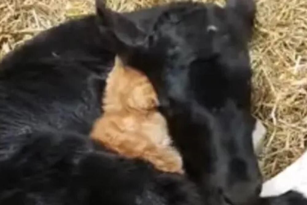 SNIMAK KOJI TOPI NAJTVRĐA SRCA: Pogledajte ovo preslatko tele i mače, popravite sebi dan (VIDEO)