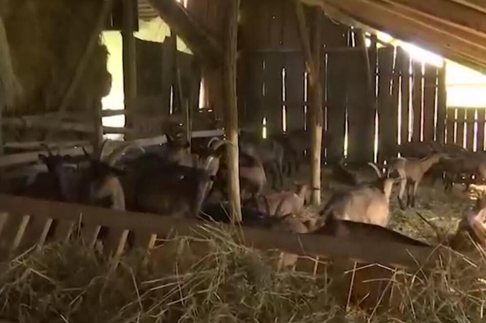 KUPILI KOZE I SKROZ PROMENILI ŽIVOT: Neverovatna priča mladog para iz Vladimiraca, na selu vide budućnost