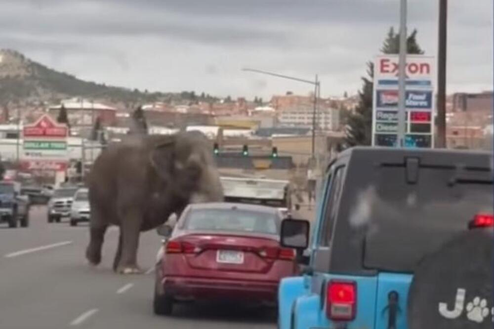 SLONICA POBEGLA IZ CIRKUSA, PA SE PROŠETALA GRADOM: Ljudi izbezumljeno gledali, nisu verovali šta vide! (VIDEO)