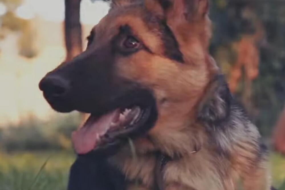 Sprečio napade puma i kojota! Pas spasio život dečaku (2) koji je odlutao od kuće!