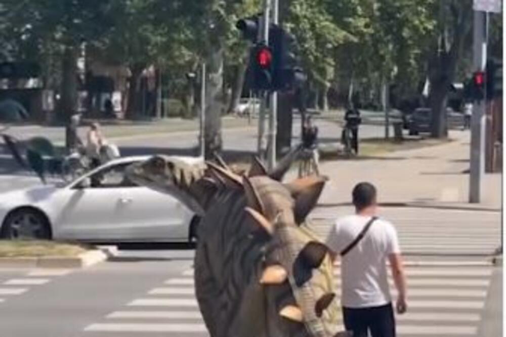 LEPO VREME IZMAMILO I IZUMRLE VRSTE NAPOLJE: U Novom Sadu i DINOSAURUS poštuje propise, šta je bre OVO? (VIDEO)