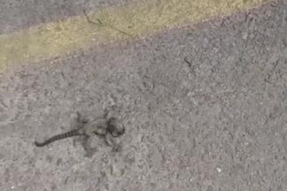 MALENO STVORENJE SA DUGAČKIM REPOM JE LEŽALO BESPOMOĆNO NA PUTU: Kad ga je uzeo u ruke, shvatio da je reč o...