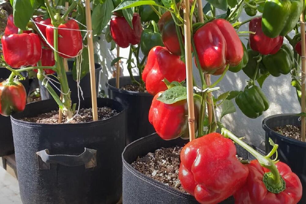 KAKO UZGAJATI PAPRIKE NA TERASI? Ne traže puno vremena i pažnje - izgled je fenomenalan, a ukus poseban