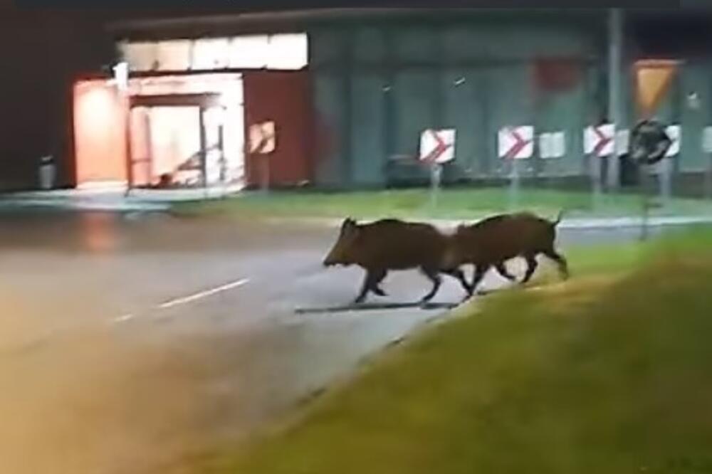 NESVAKIDAŠNJA SCENA IZ ZAGREBA: Divlje svinje usnimljene na putu, a kad su krenule da pređu ULICU... (VIDEO)