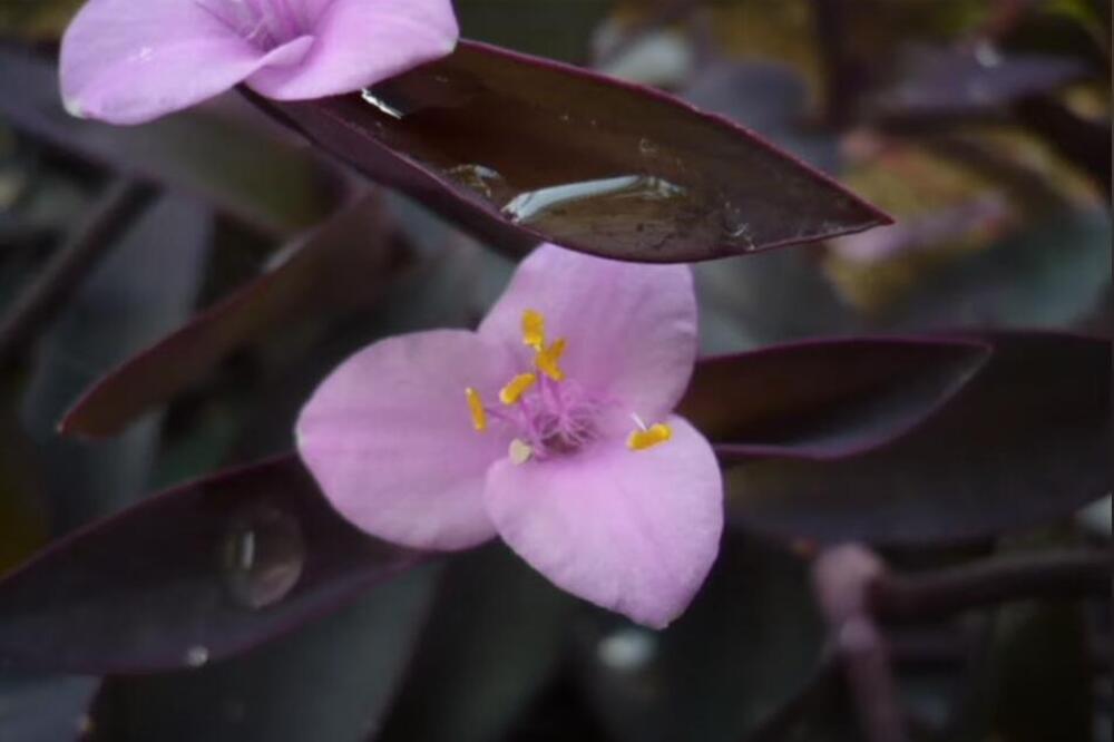 OVA BILJKA JE NEUNIŠTIVA U SRBIJI: Izgleda LUKSUZNO, listovi MENJAJU BOJU, a ne može joj NIKO NIŠTA
