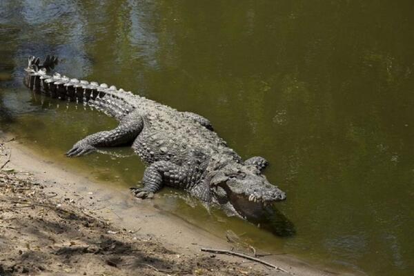 OBIČNO RONJENJE SE PRETVORILO U HOROR FILM: Aligator ga ODVUKAO U DUBINU - morao je da bira RUKA ILI ŽIVOT