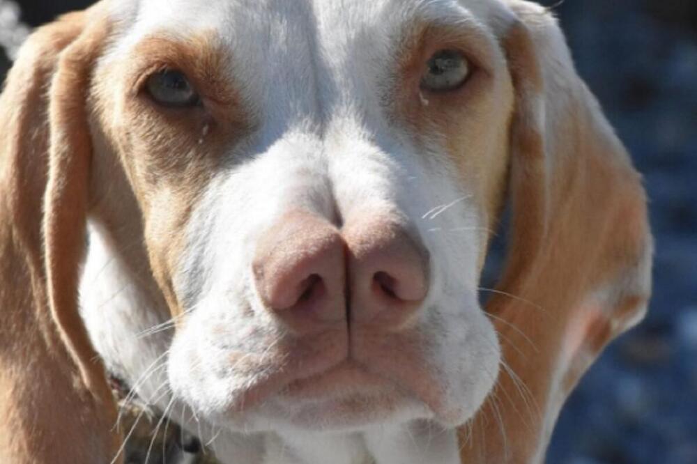 OVE RASE PASA SU TOLIKO RETKE DA MALTENE IZUMIRU: Oni su NAJREĐI I NAJVREDNIJI NA SVETU, bukvalno su savršeni