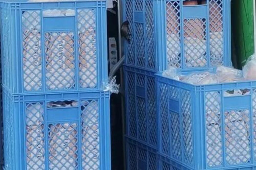 LESKOVČANIN U RANIM JUATARNJIM SATIMA ISPRED MARKETA UGLEDAO PRIZOR ZA ZGRAŽAVANJE! Odmah fotografisao (FOTO)