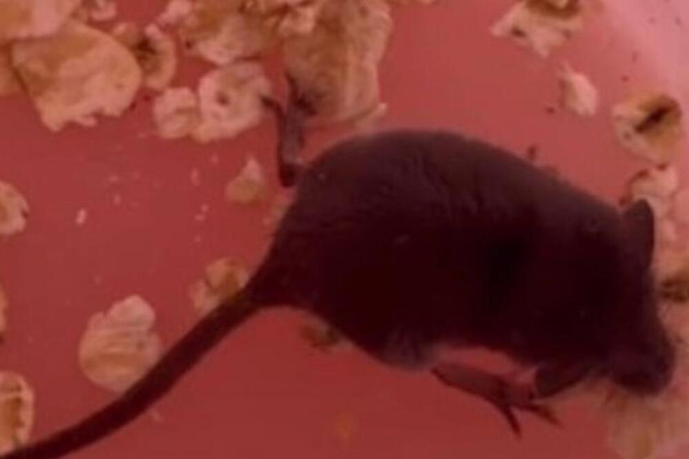 HRVATICA UŠLA U KUPATILO PA NALETELA NA DIVLJU ZVER: Mislila da je MIŠ ILI PACOV, zaprepastila se zbog istine