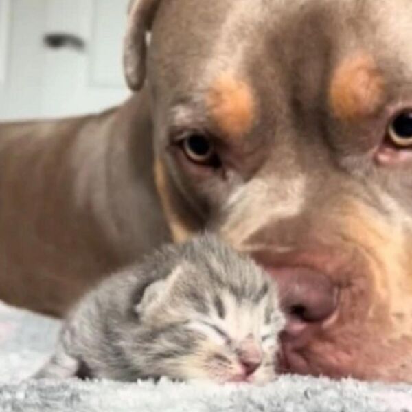 VIDEO JE ZAPALIO DRUŠTVENE MREŽE: Pas, koji je VEOMA OPASAN prišao malim MAČIĆIMA - samo gledajte ŠTA JE USLEDILO