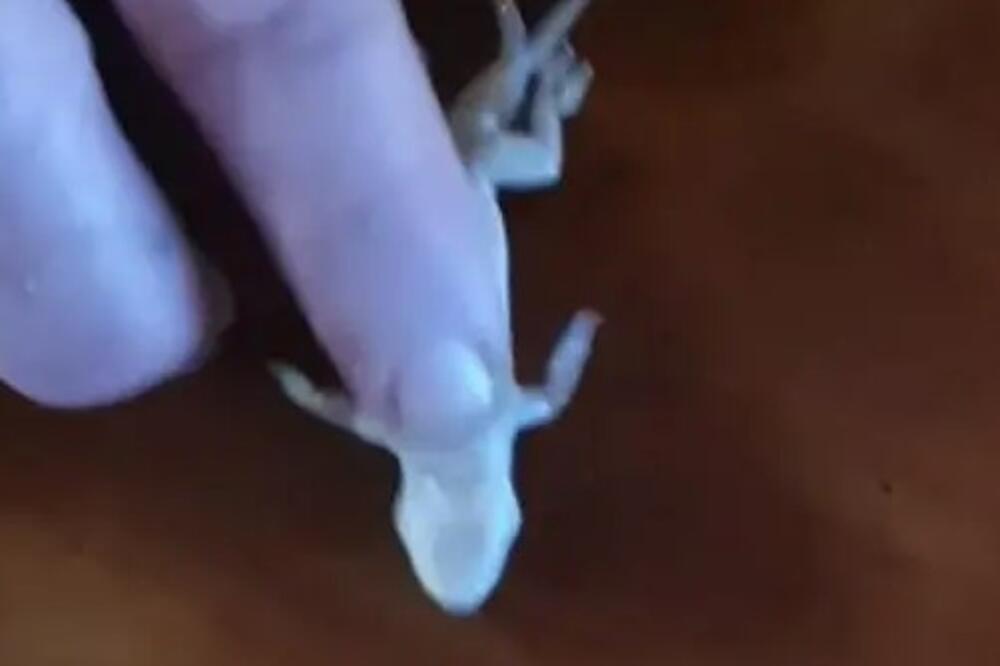 GUŠTER JE UPAO U KRIGLU PIVA I PAO U KOMU: Čovek ga je uzeo i uradio ovo, a u kafani je nastao totalni muk (VIDEO)