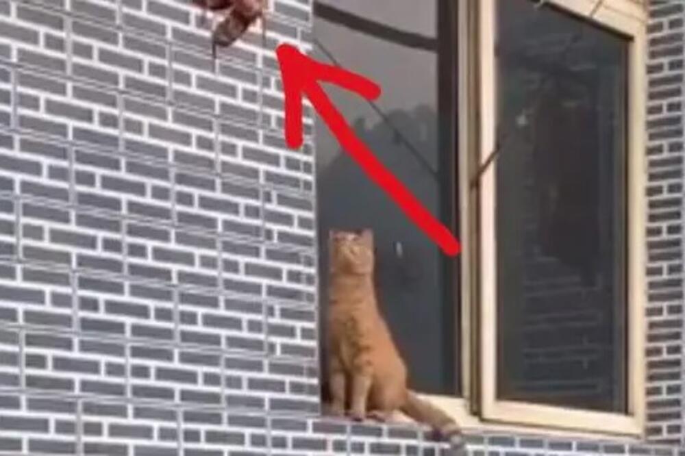 SNIMAK MAČKE I KOBASICE VIDELI SU SKORO SVI LJUDI NA INTERNETU: Kad shvatite u čemu je caka, oduševićete se