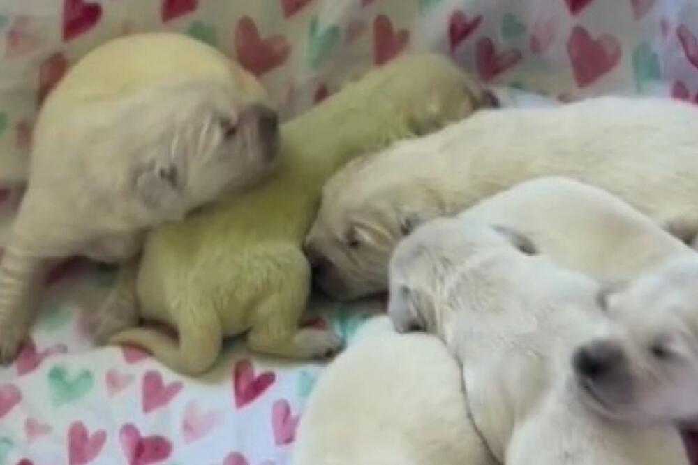 ŽENKA SE OKOTILA, A ONDA SU UGLEDALI ZELENO ŠTENE: Ne, nije u pitanju farba, ljudi se frapirali - POSTOJI SNIMAK