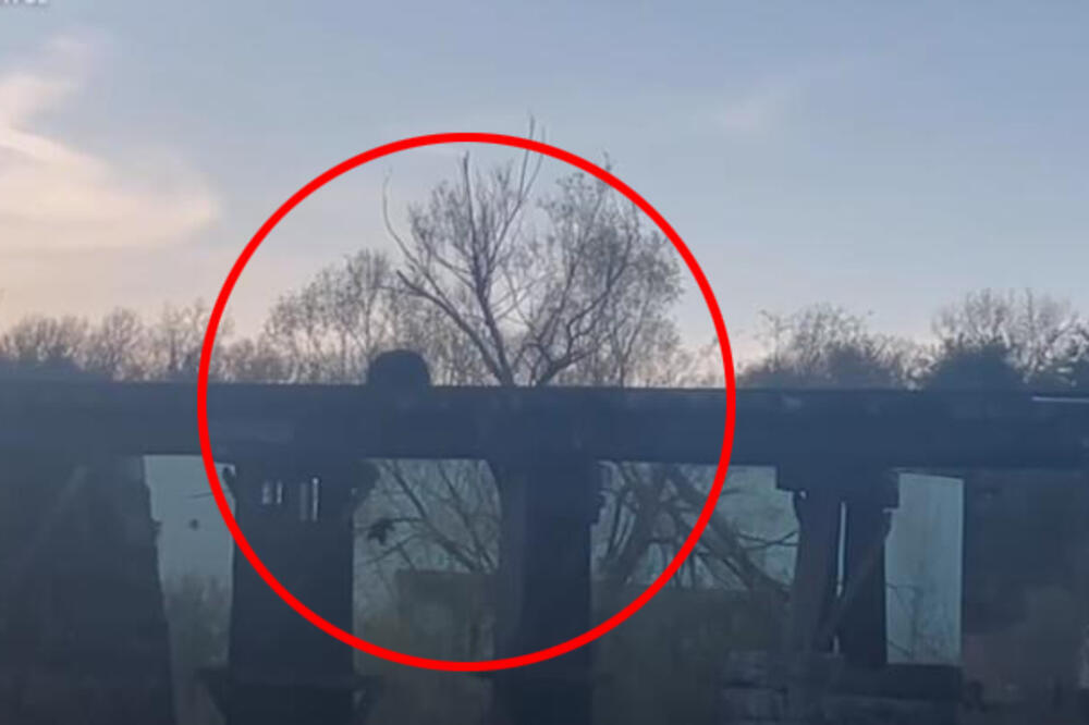 MEČE PALO SA ŽELEZNIČKOG MOSTA U REKU, A MAMA POJURILA ZA NJIM: Pogledajte kako je spasila mladunče (VIDEO)