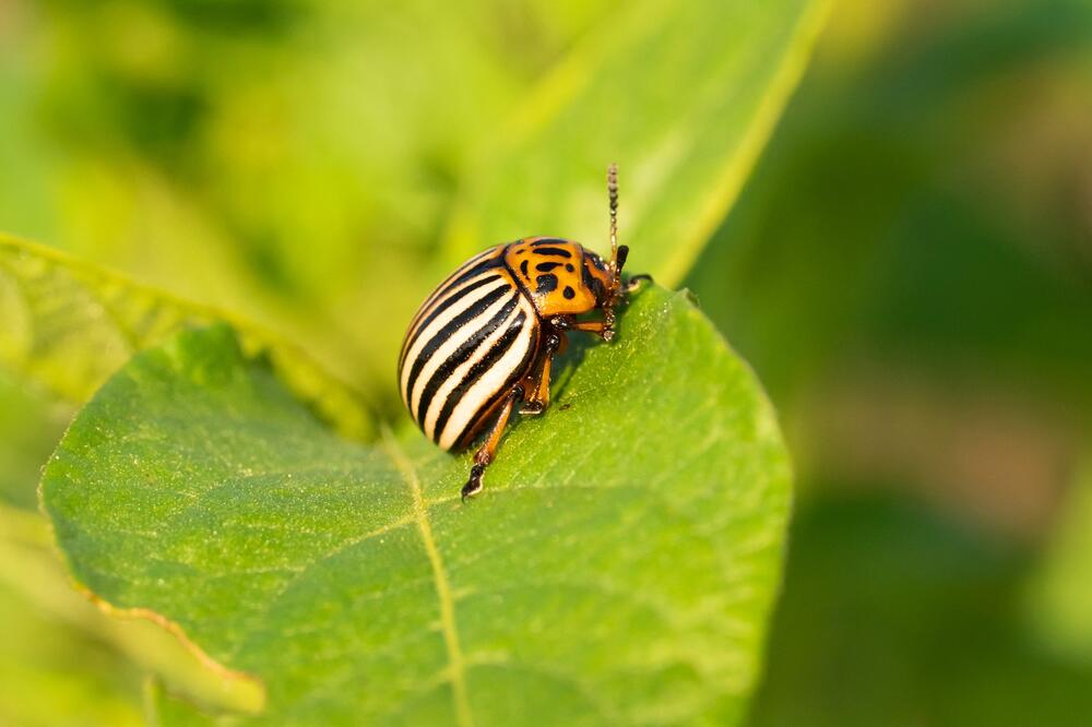 OVA BILJKA JE PRIRODNI INSEKTICID: Posadite je PORED KROMPIRA, i nikada više NEĆETE VIDETI ZLATICU - Srbi ne veruju