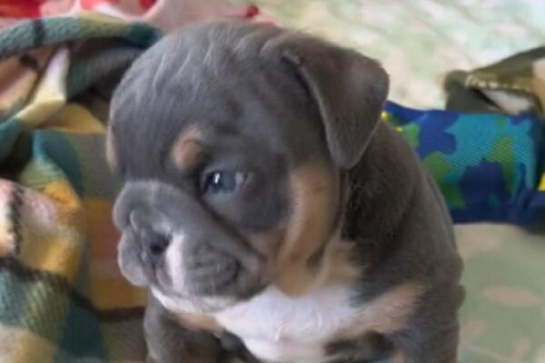 OVO ŠTENE JE APSOLUTNI HIT NA TIK TOKU: Zaslužno dobio više pregleda nego NAJPOZNATIJA INFLUENSERKA (VIDEO)