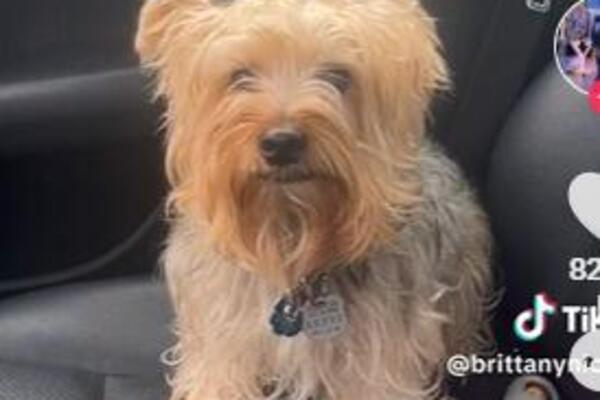 ODVELA JORKŠIRSKOG TERIJERA NA ŠIŠANJE, KAD SE VRATILA PO NJEGA, ZAPREPASTILA SE: Transformacija je bila LUDAČKA