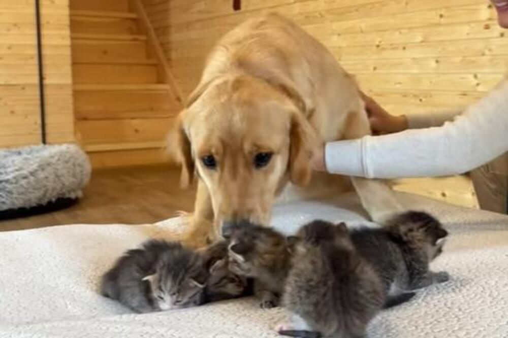 PAS SE ZALETEO NA MAČIĆE, A ONO ŠTO SE ZATIM DESILO NIKOME NIJE PALO LAKO: Snimak su svi odgledali NEKOLIKO PUTA