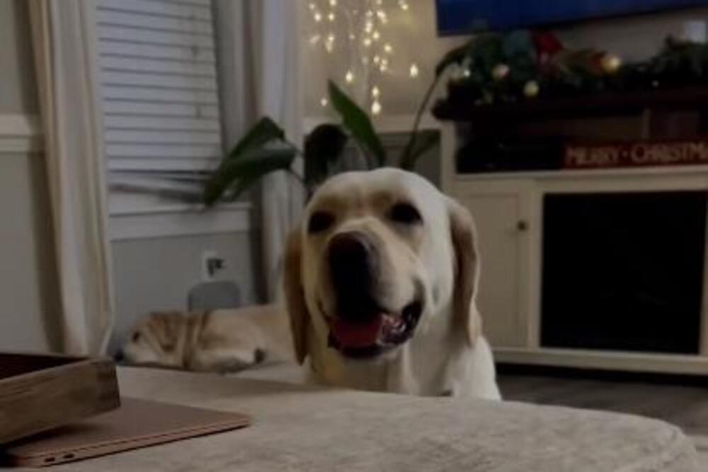 UZNEMIRENI LABRADOR ODVUKAO RODITELJE KOD ĆERKE U SOBU: Kad su je videli na KREVETU, sledili se (VIDEO)