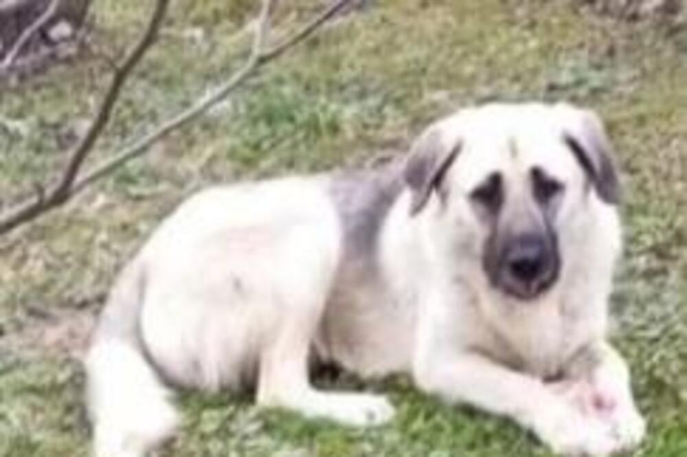 BOJANA MOLI: VRATITE MI PSA! Nestao u Draževcu, ako ga vidite, javite se na ovaj broj (FOTO)