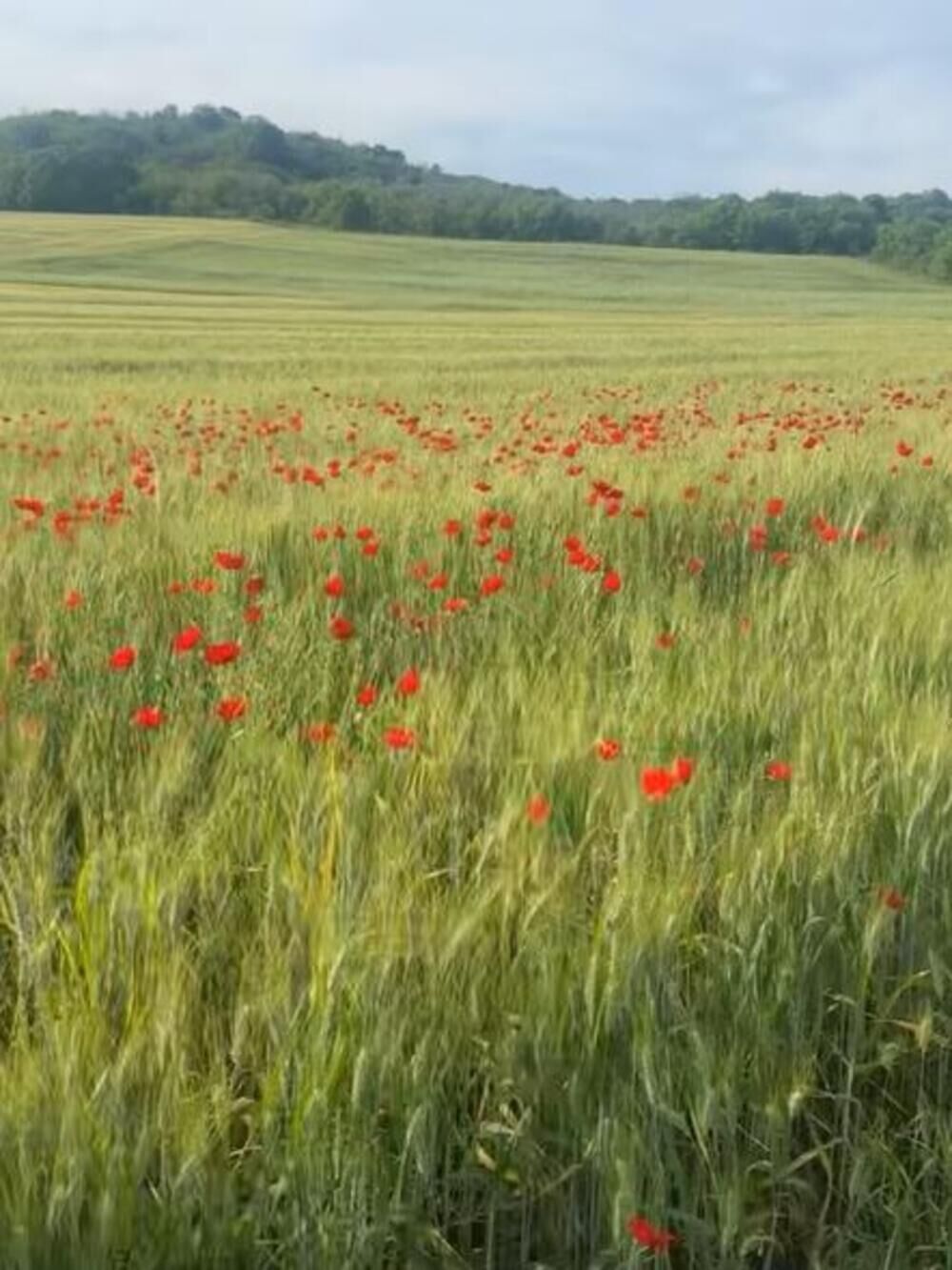 Pokazao je kroz kakavu prirodu prolazi