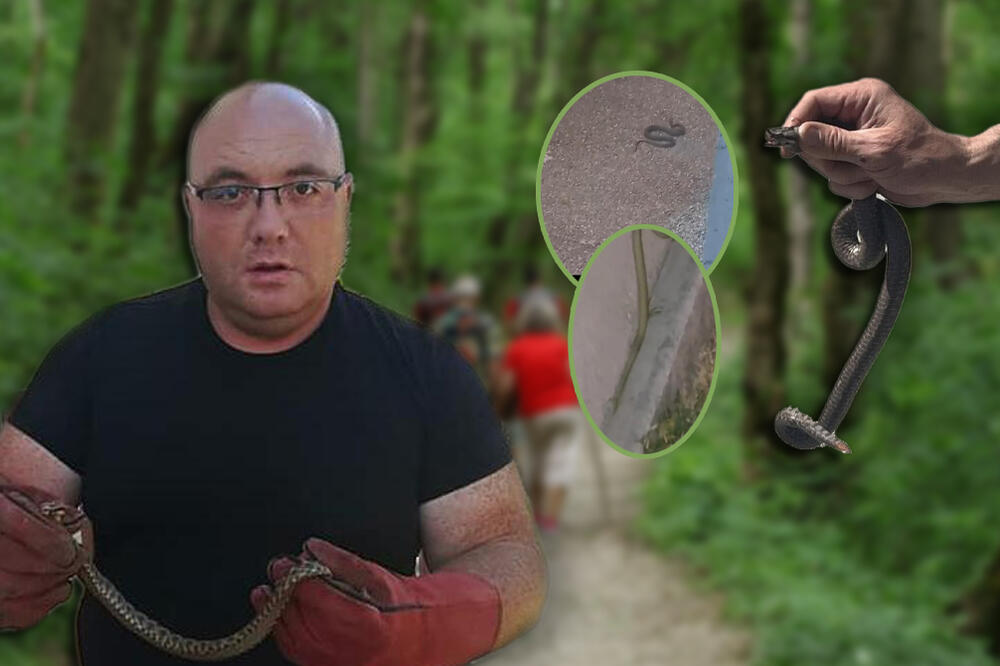 NAJEZDA ZMIJA U SRBIJI: U aprilu smo imali čak 4 slučaja, zmijolovac Vladica nam je objasnio kako da se zaštitimo