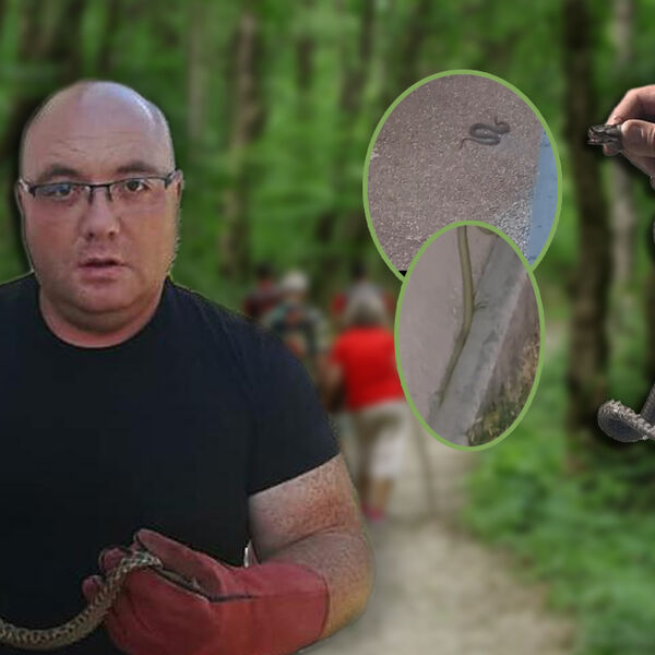 Poznati srpski zmijolovac ponovo u akciji: Jedva savladao opasnu otrovnicu, pogledajte šta drži u rukama! (FOTO)