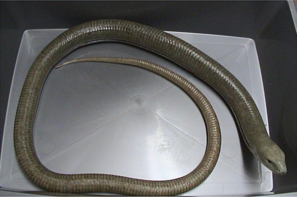 GMIZAVAC UPLAŠIO STANOVNIKE ŽELEZNIKA! Ljudi nisu znali šta je u pitanju, a onda...