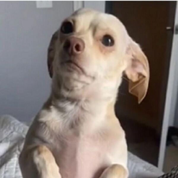 PAS KOJI PLAČE DIRNUO MILIONE NA MREŽAMA: Počeo da LIJE SUZE kada mu je gazdarica REKLA OVO - niko nije očekivao