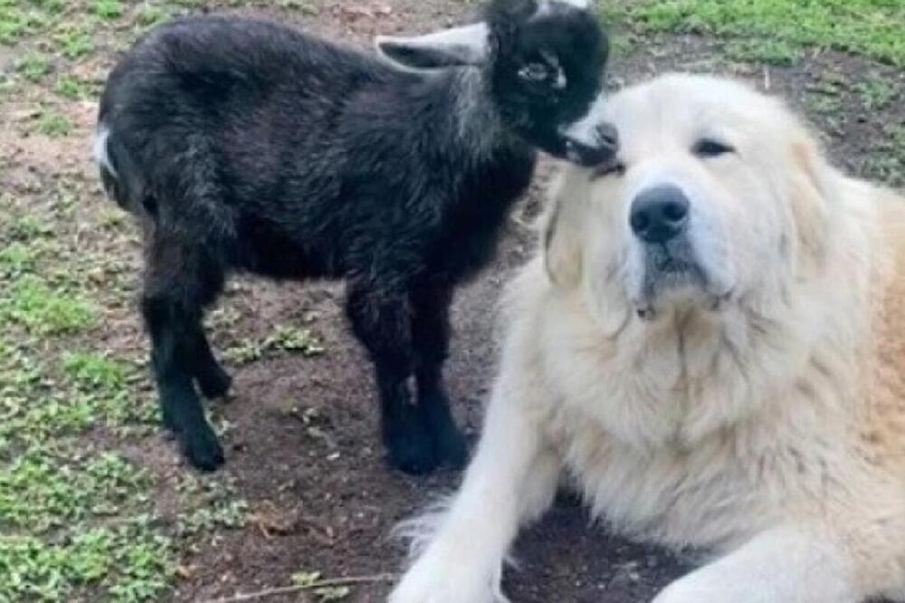 MAJKA NAPUSTILA JARE POSLE ROĐENJA, PA GA USVOJIO PIRINEJSKI PLANINSKI PAS: Evo kako sada žive- LJUDI OSTALI U ŠOKU