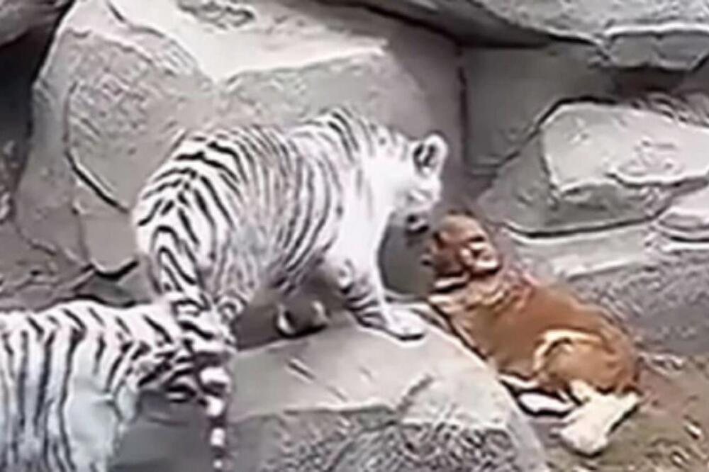 ZLATNI RETRIVER ZAVRŠIO U ZOOLOŠKOM VRTU KOD OGROMNIH TIGROVA:Ono što je usledilo ledi KRV U ŽILAMA- niko ne veruje